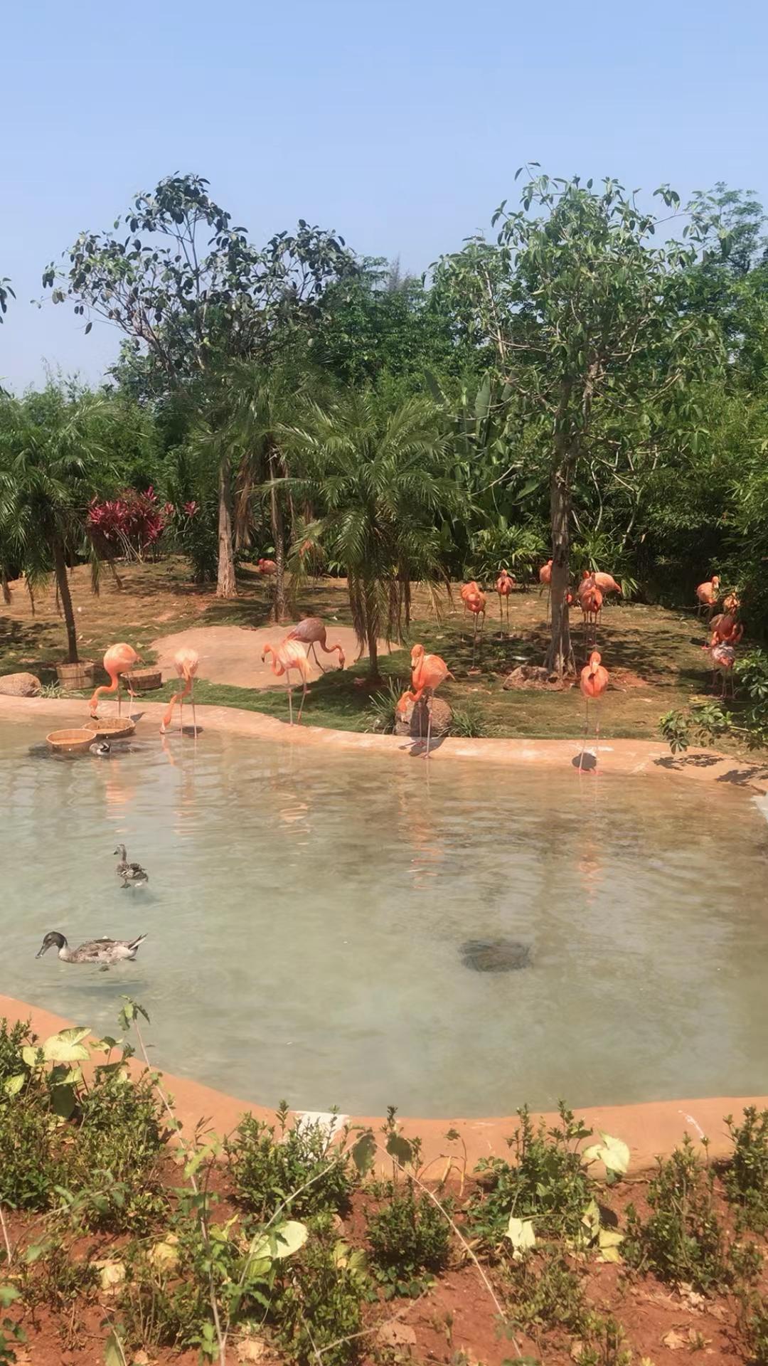 在阳光明媚的午后，与火烈鸟亲密接触，感受大自然的魅力！🌞🦢🌴