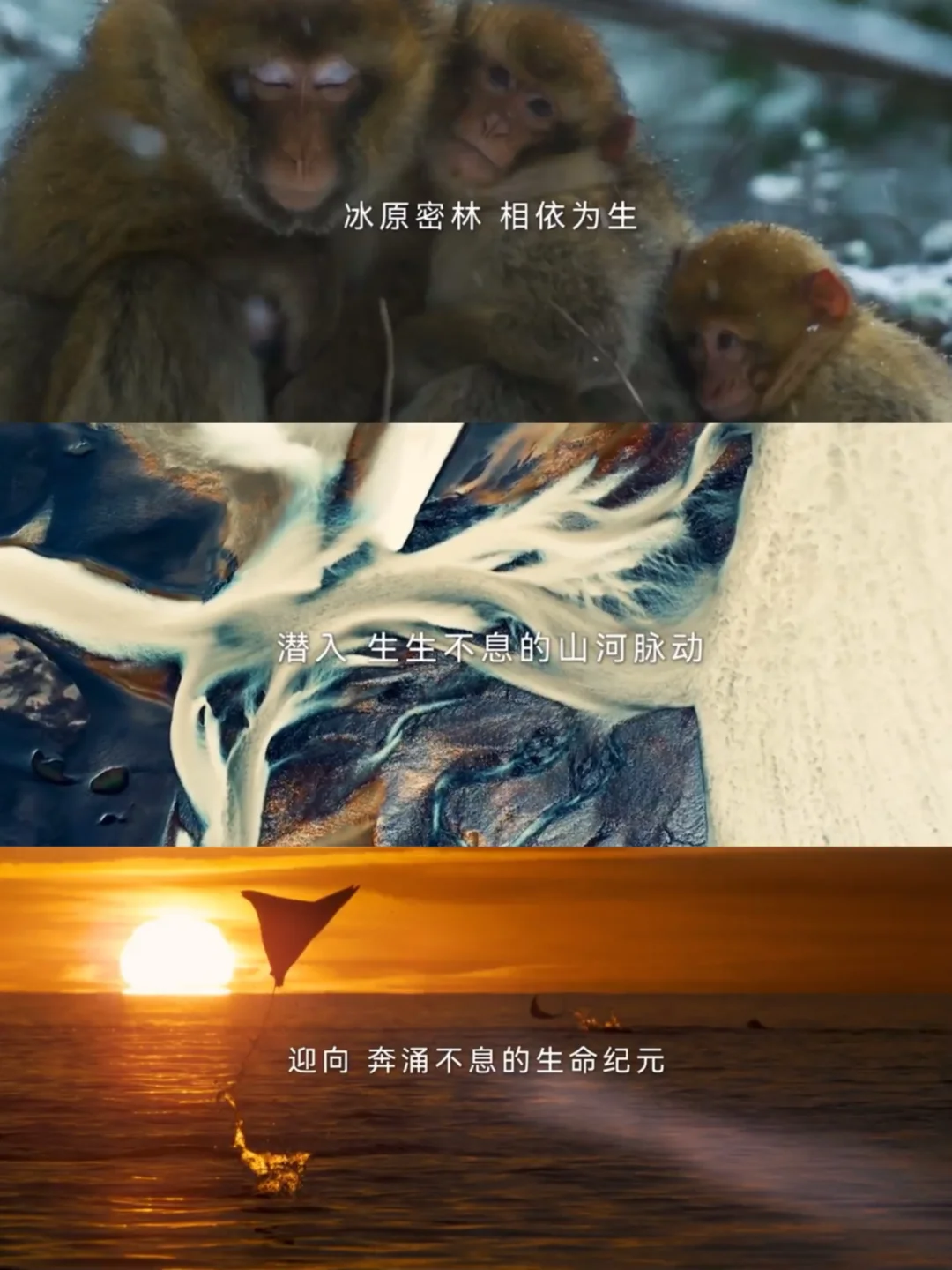 带娃看这电影！比讲10本自然绘本还治愈