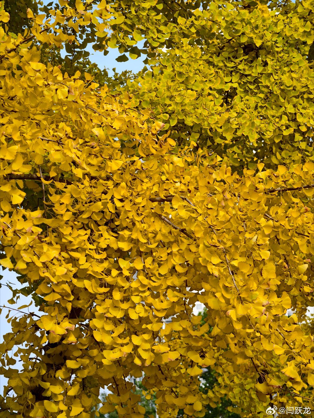 银杏黄了 ​​​