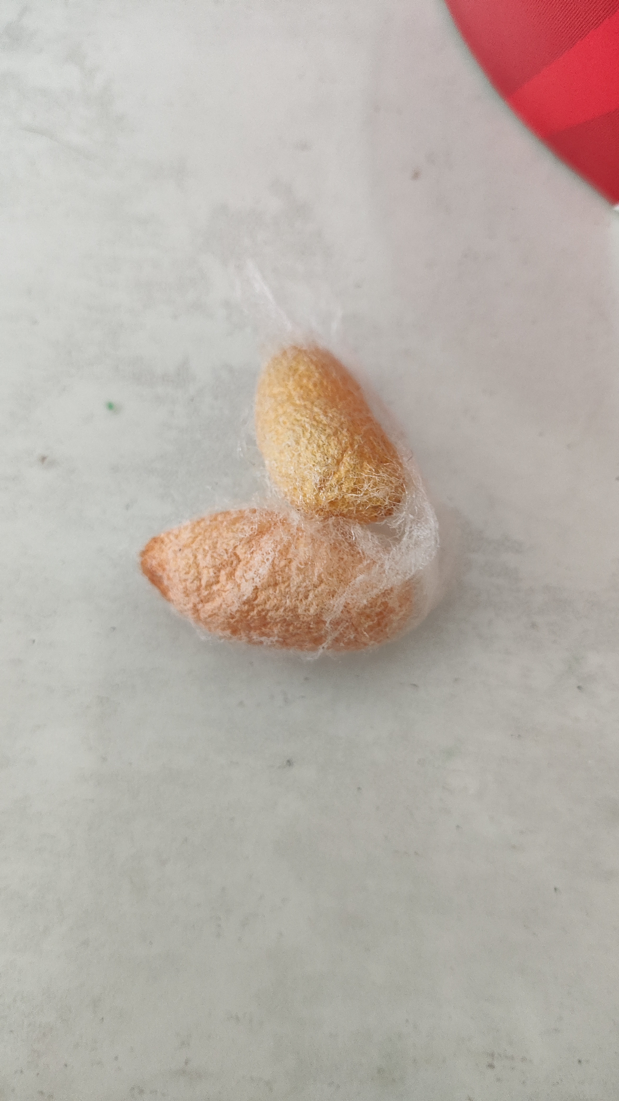 养的蚕，结蚕绒了好不容易我