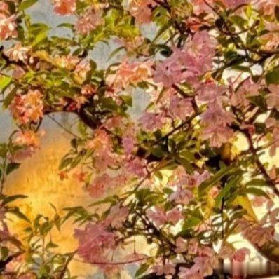 照葫芦画瓢，照老虎画猫，虎不像虎，猫不像猫，葫芦不像葫芦，瓢不像瓢，还是照虎画虎