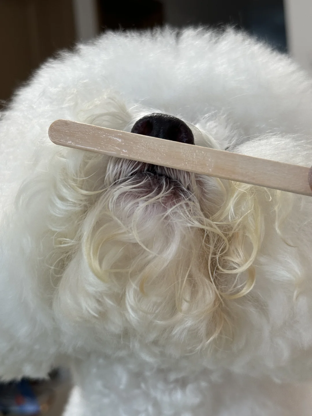 🐶：我妈吃雪糕，我啃雪糕棒棒