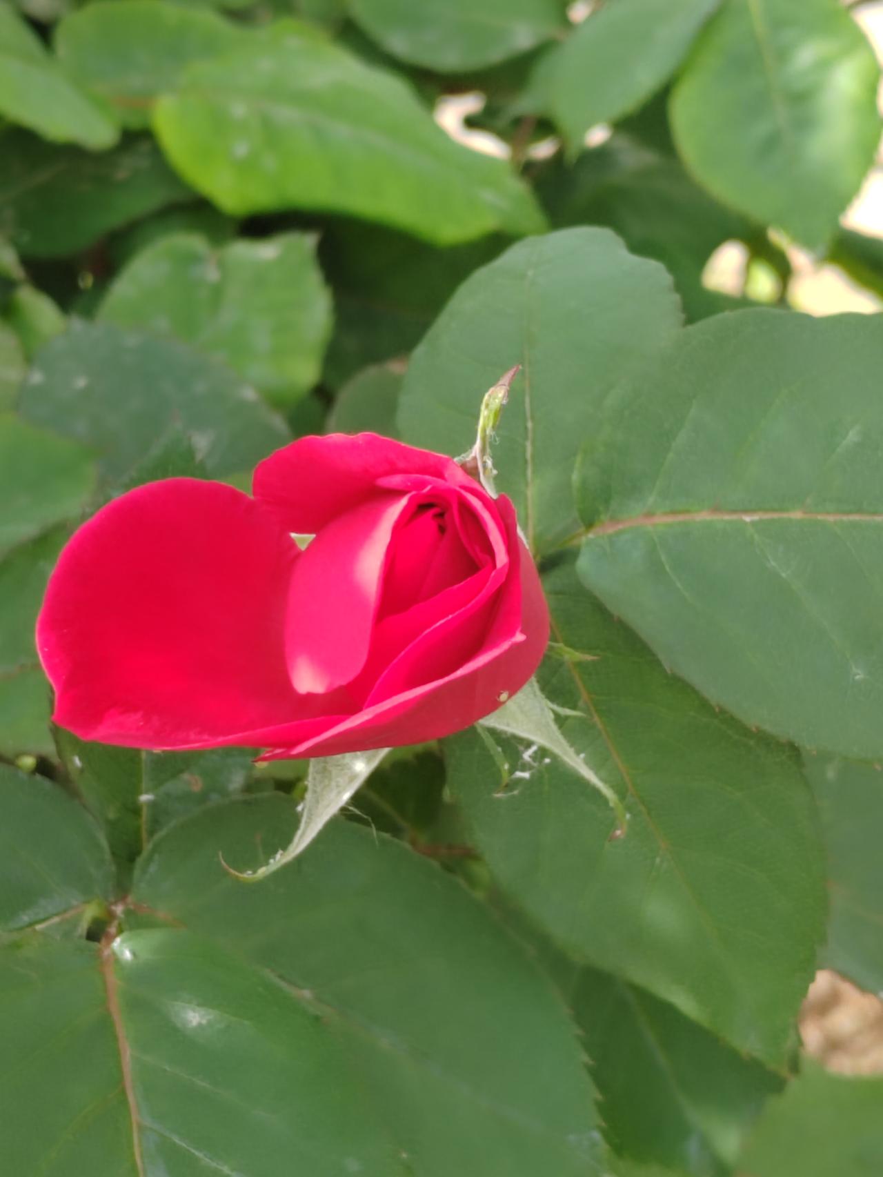 是它的娇艳吸引了我的拍摄欲望。