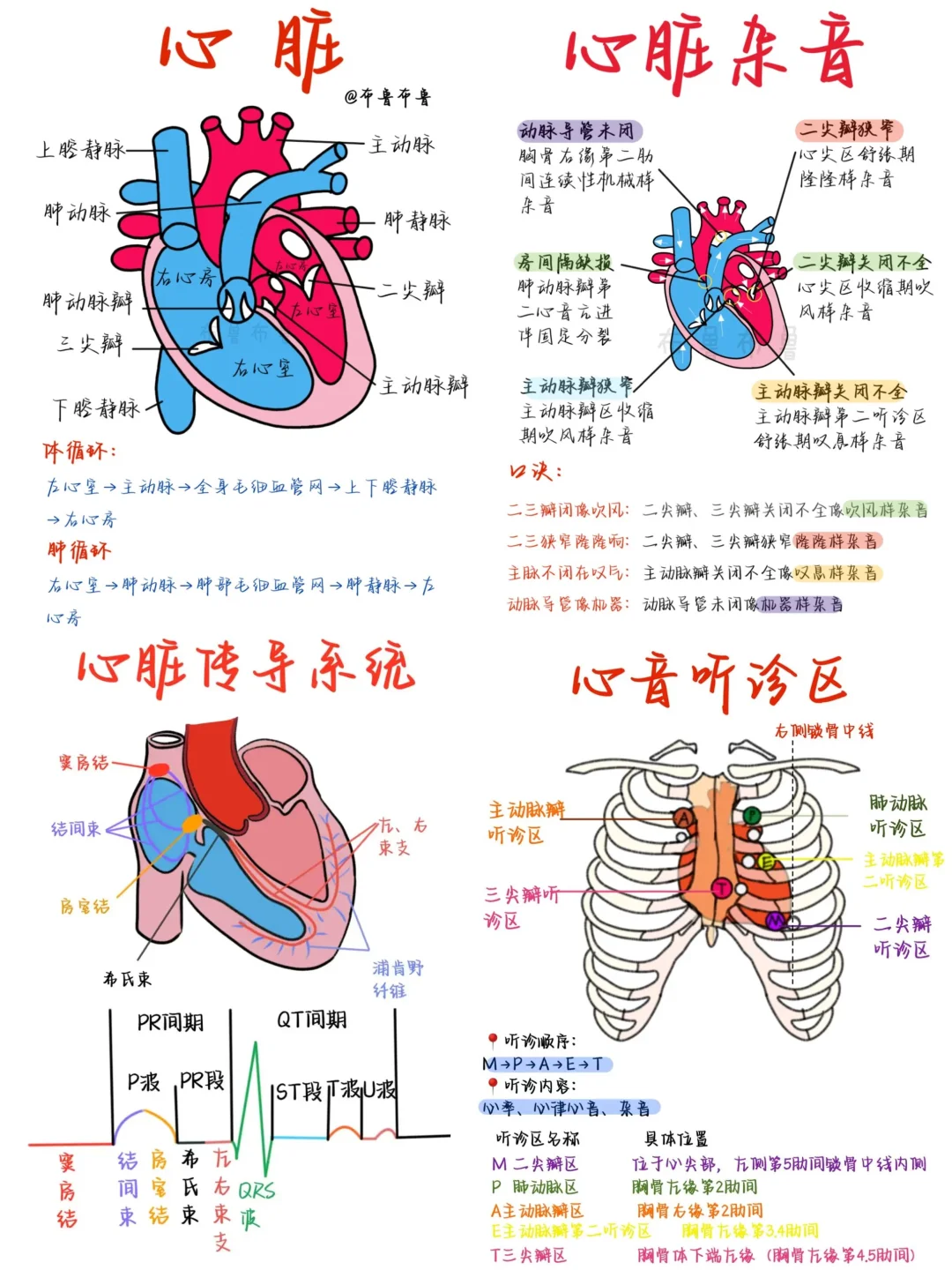 医学生笔记——心脏合集