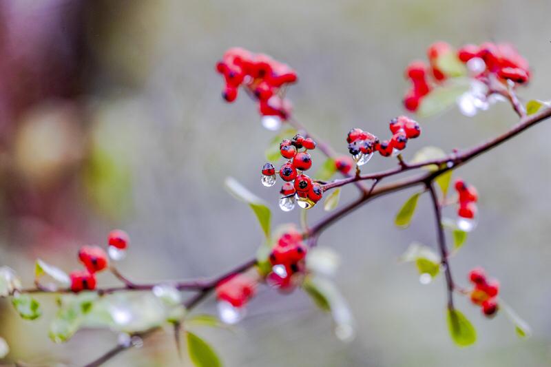 今年天津滨海新区的冬天有些反常，小寒时节较为暖和，大寒时候却格外寒冷，与往年情况