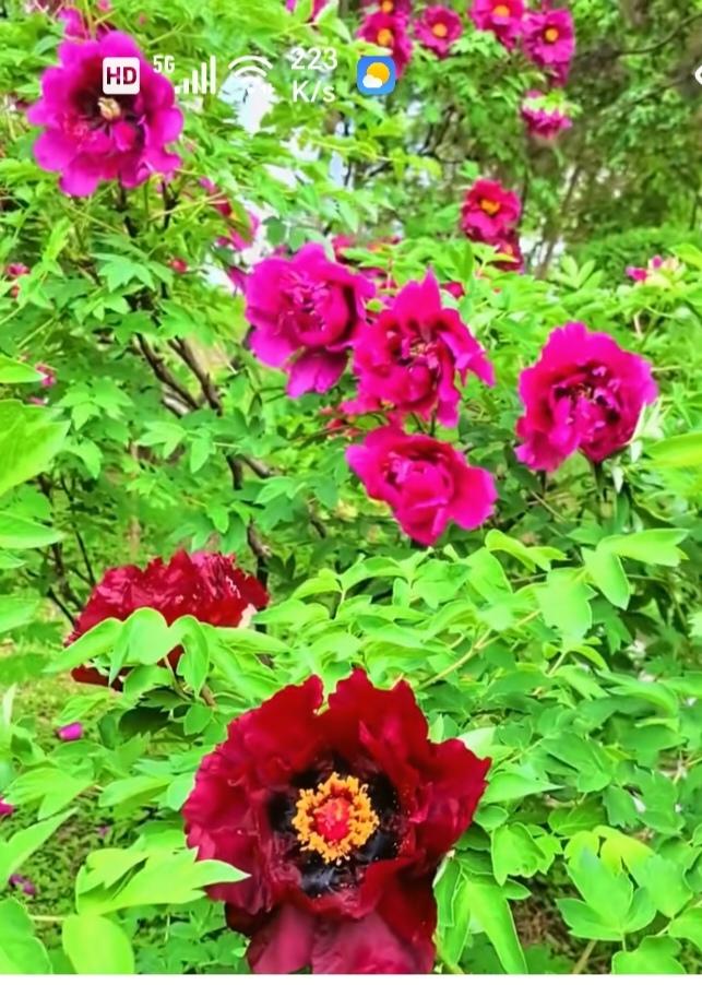 〔春暖花开又一年〕
        春风款款拂遍大地，又到繁花盛放的美好时节。漫