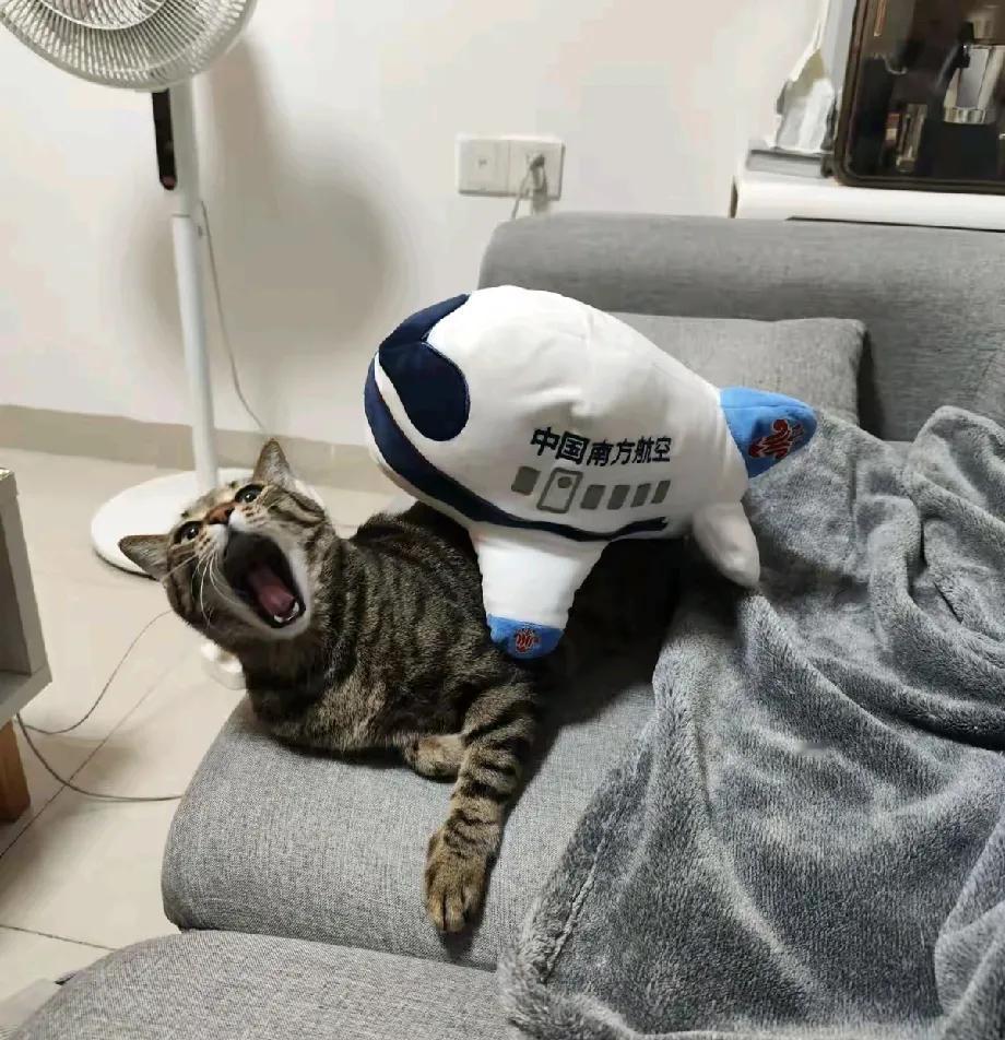 我算是彻底见识到狸花猫的智商有多逆天了，它们不仅通人性，居然还会主动配合主人演戏