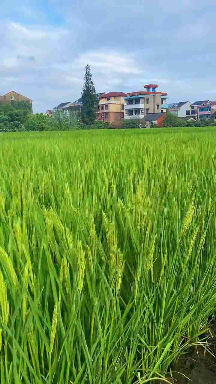 我的今日状态：😁轻松愉快
我这里的天气：☀️晴天

走在田间小路上，心里满是感