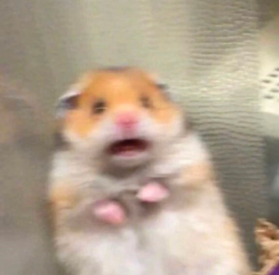 仓鼠塑也是有了©sayonnni