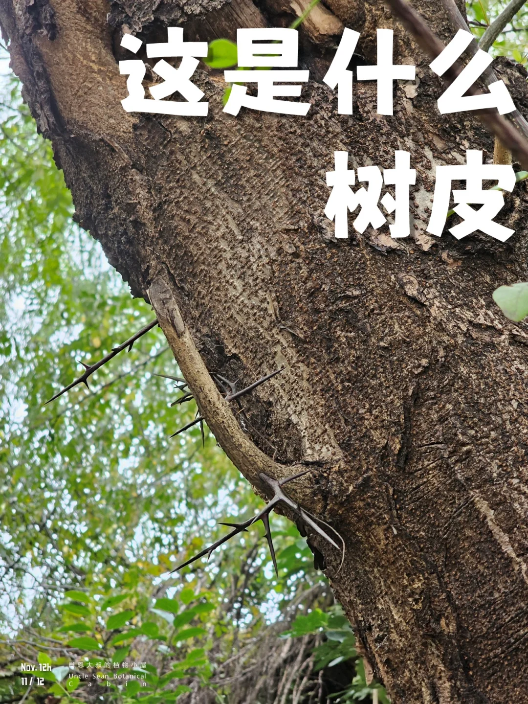 浑身是刺的树皮，遇见你喜欢的大树（三）