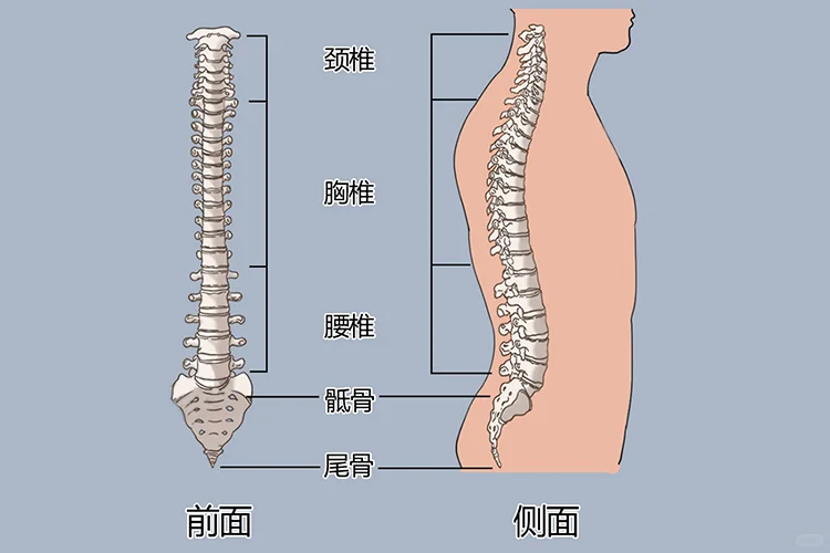 椎骨结构图