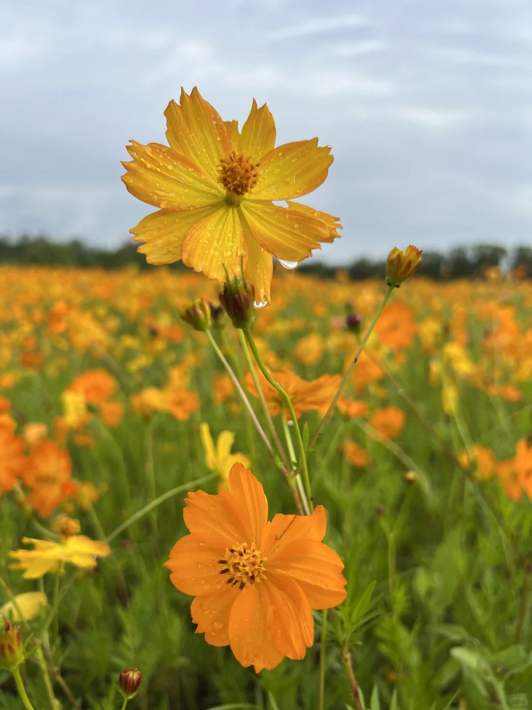 10.13实况🌼绝美秋日免费花海😍今日可冲！！