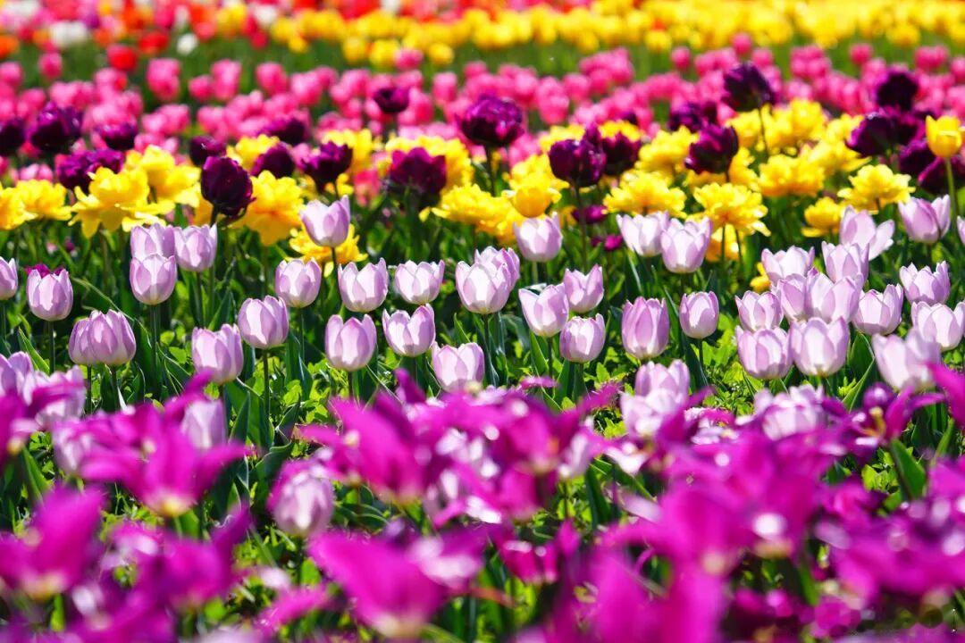 郁金香相继绽放，芬芳令人陶醉～ 