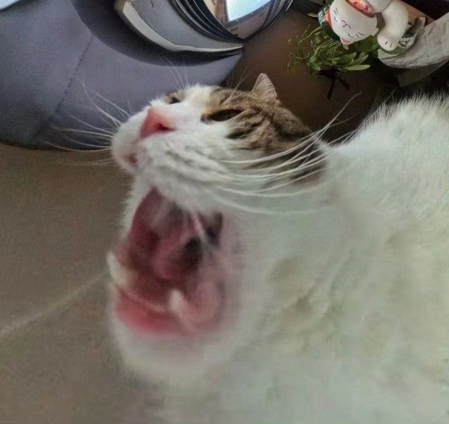 感觉好像在吃我一样[允悲]猫喂食器装摄像头拍到了什么爆笑段子研究所 ​​​