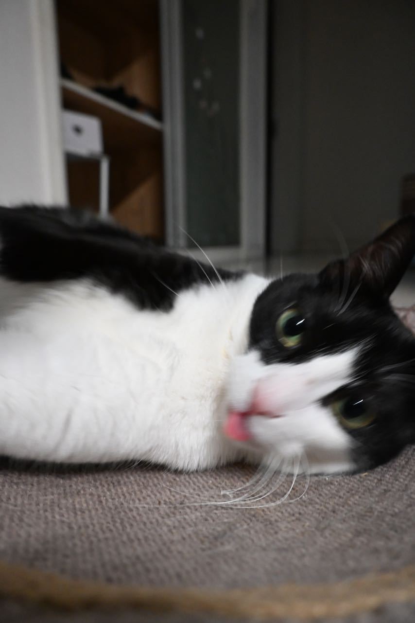 就这样扭扭扭扭把脑袋交到您掌心daily奶牛猫 （投稿：） 