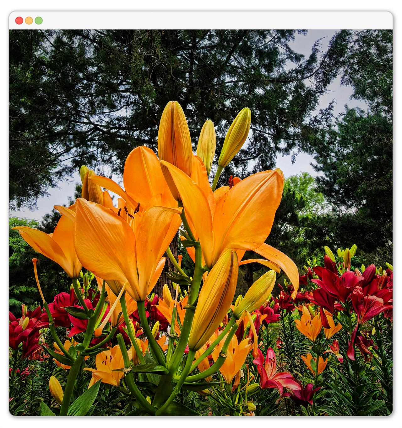 ，什么花都行