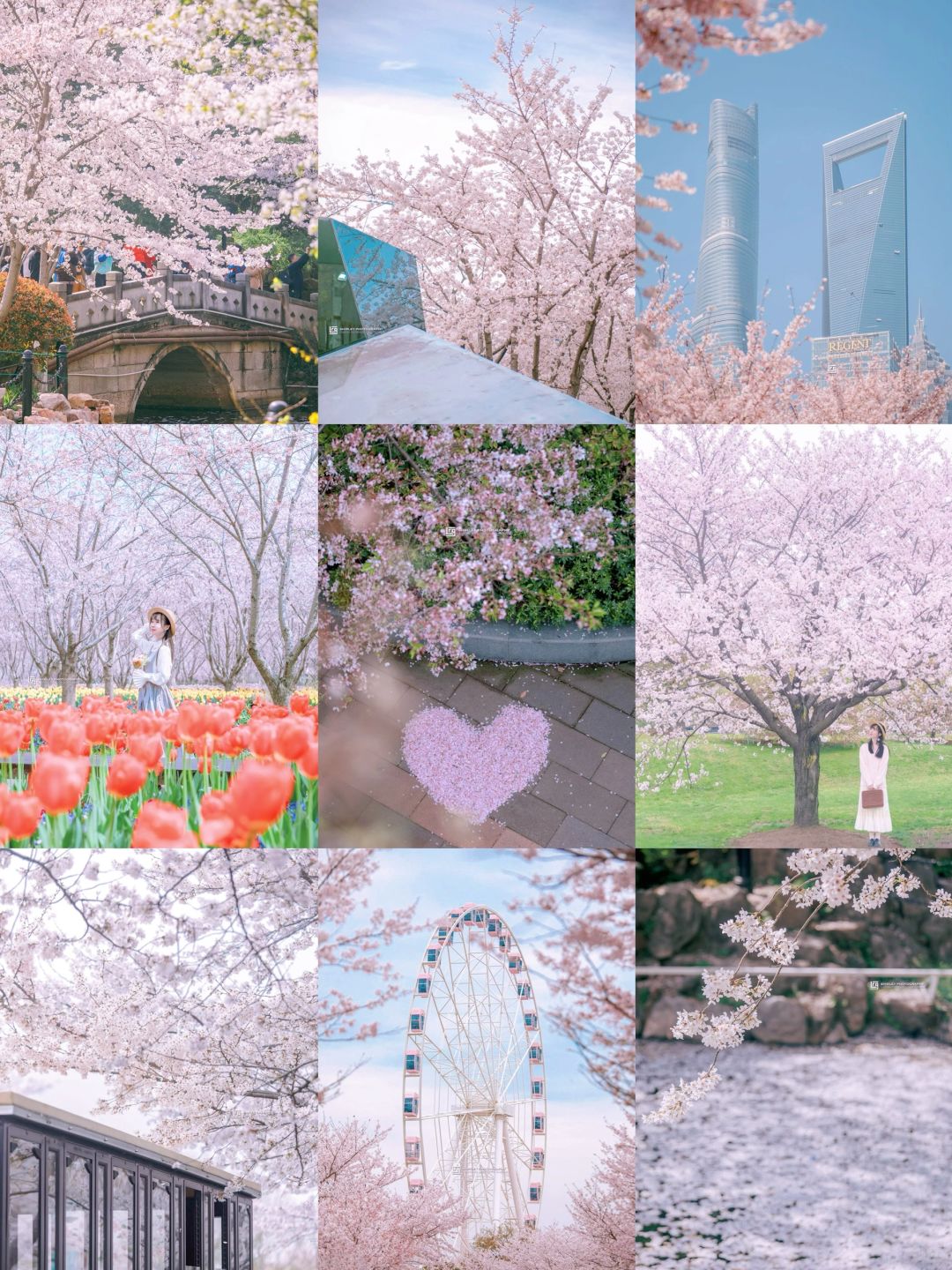 赏樱倒计时🌸魔都最美樱花就在这11个地方