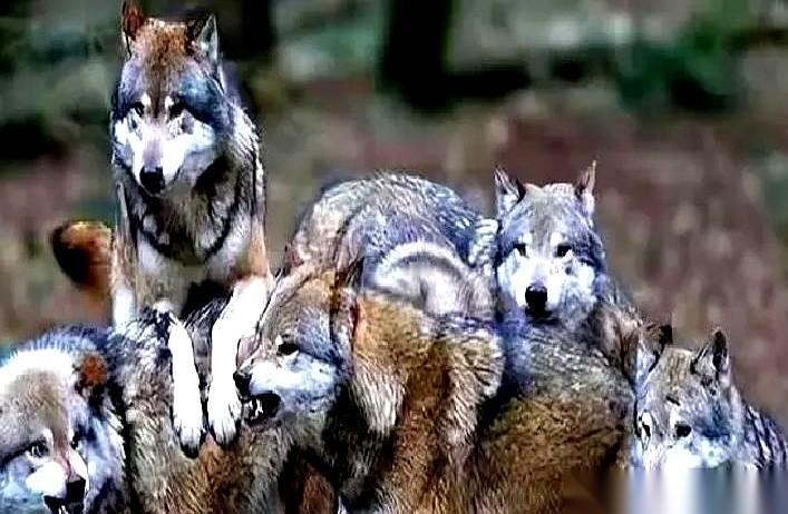 一头公狼，想当狼王，得付出什么？
黄石公园，研究员们蹲了三年，翻了229只狼的血