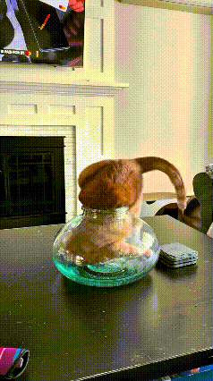 我的妈呀！这小猫咪真是成精了！恁瞅瞅，这鱼缸口看着也不大，人家说钻进去就钻进去了