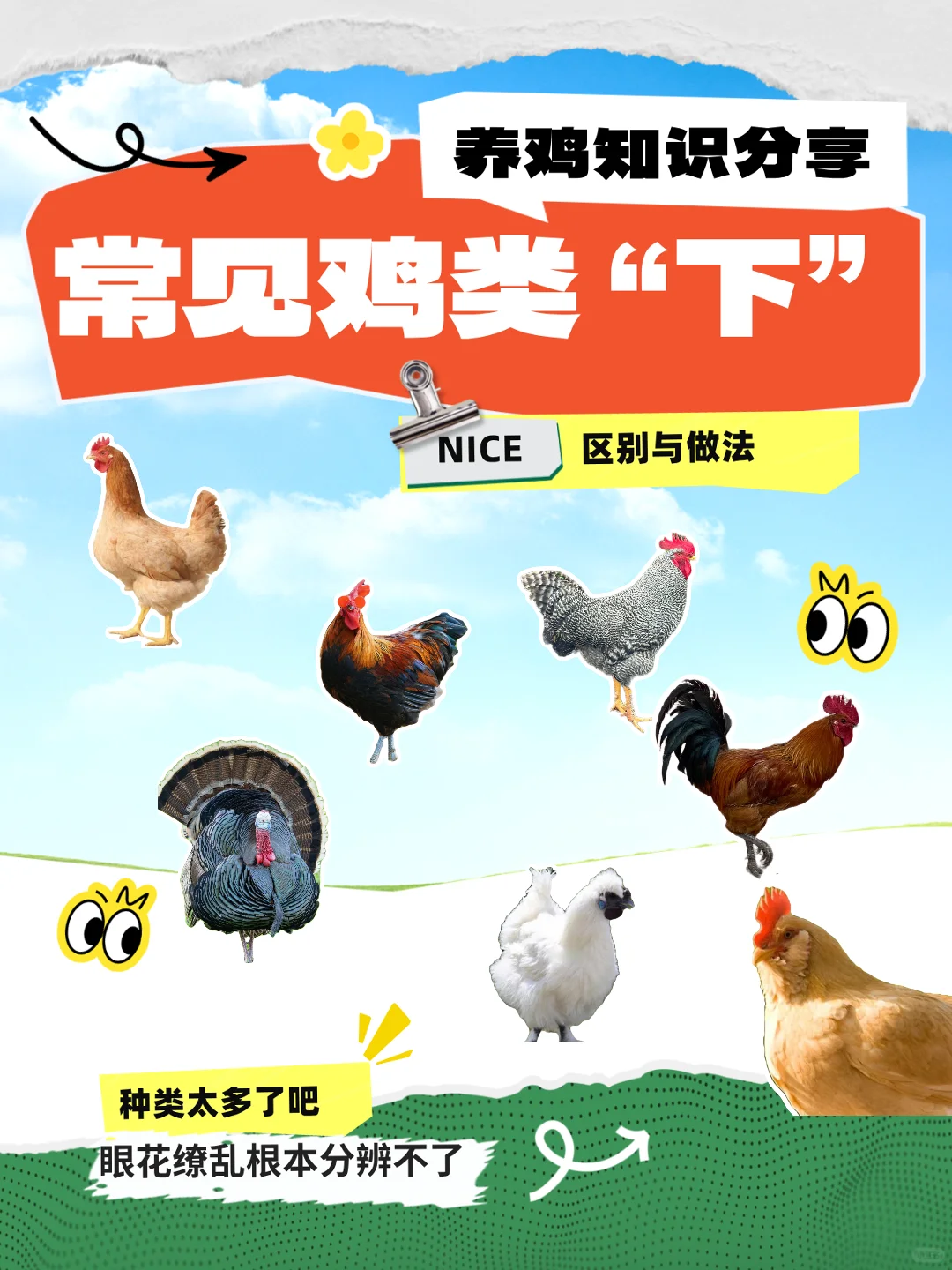 不同种类的鸡，适合的烹饪也不同哦