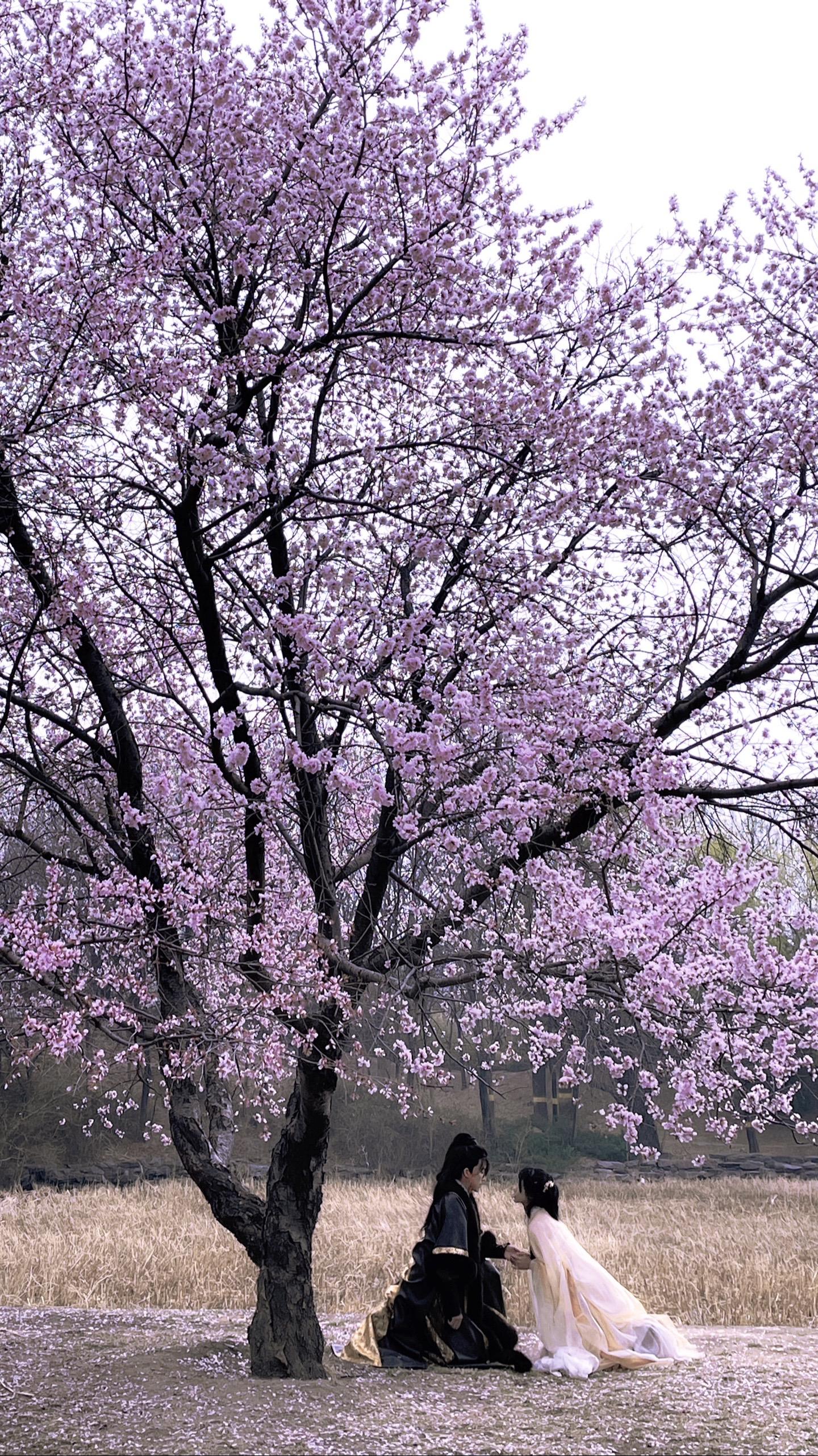 “唯有那年，胜过年年。”太唯美了😭 拍到了梦里的场景
 