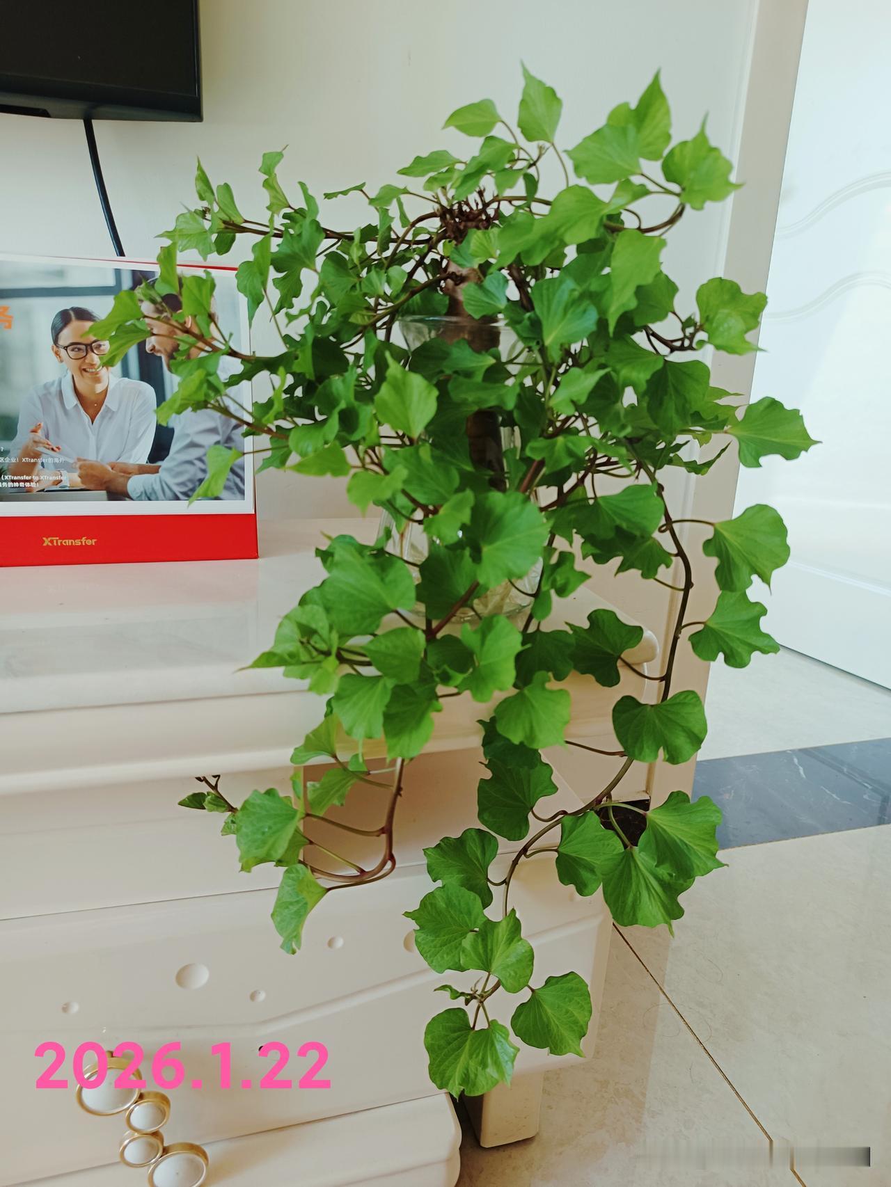 自将它泡入水中
已过去一月有余
瞧瞧
是不是颇有绿萝的感觉啦

有友友评论说
“