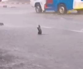 🐭：就让这大雨全都落下…
#这雨只下个不停# #好大嘞风哦#