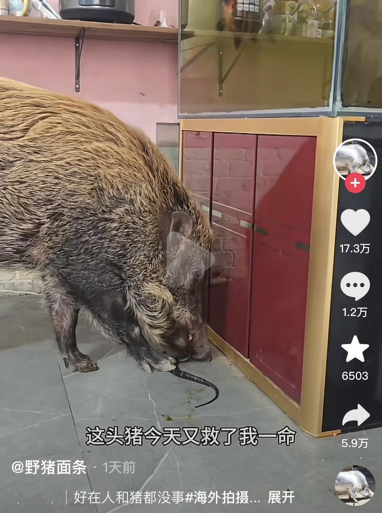 从没想过一碗面条竟能把一只野猪养成了自己救命恩人。起初一只小野猪无意间闯进博主家