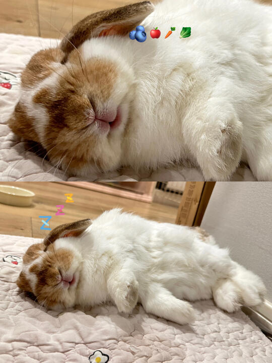 25小时都要贴贴的小兔🐰