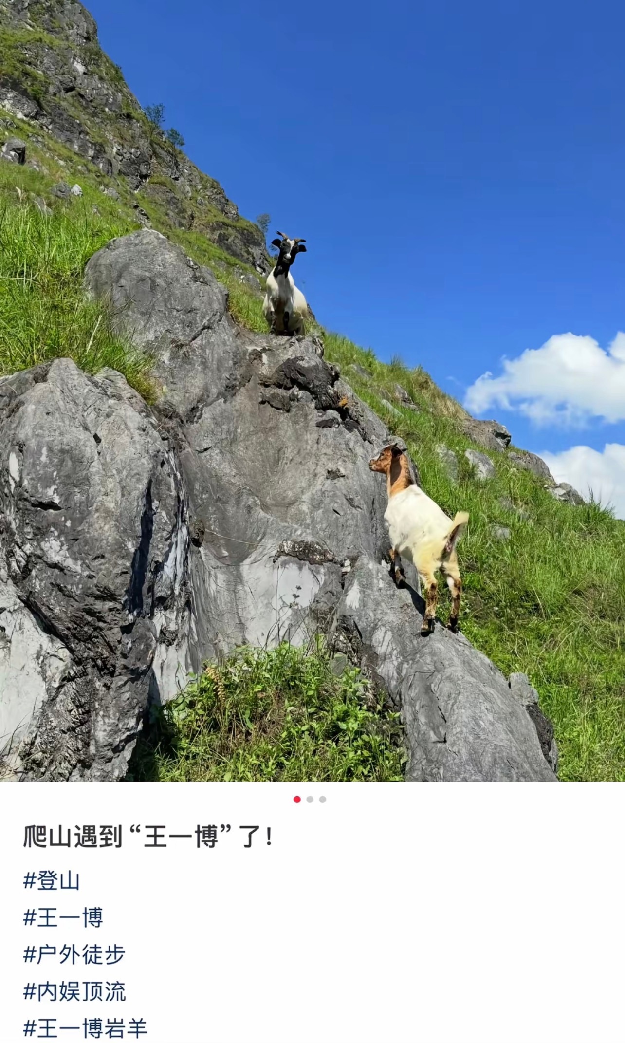 图一网友：爬山偶遇“王一博”了图二才是岩羊王一博好吧