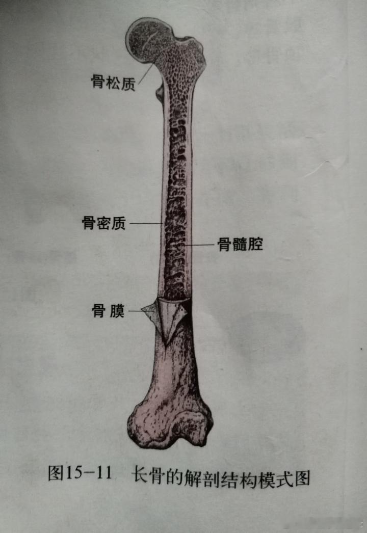 骨头好像一根长笛（ ​​​