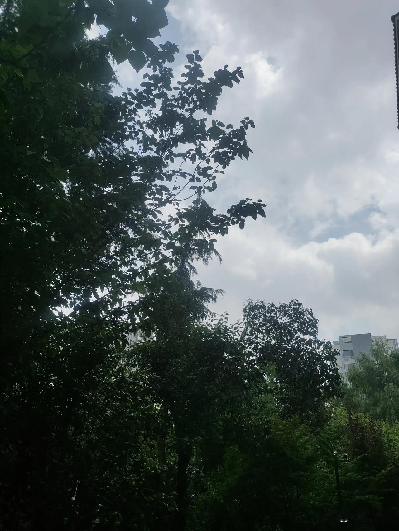 云向北走，太阳隐藏着光辉，是阴天，会不会今天还下雨呢？
我在临沂说家乡。