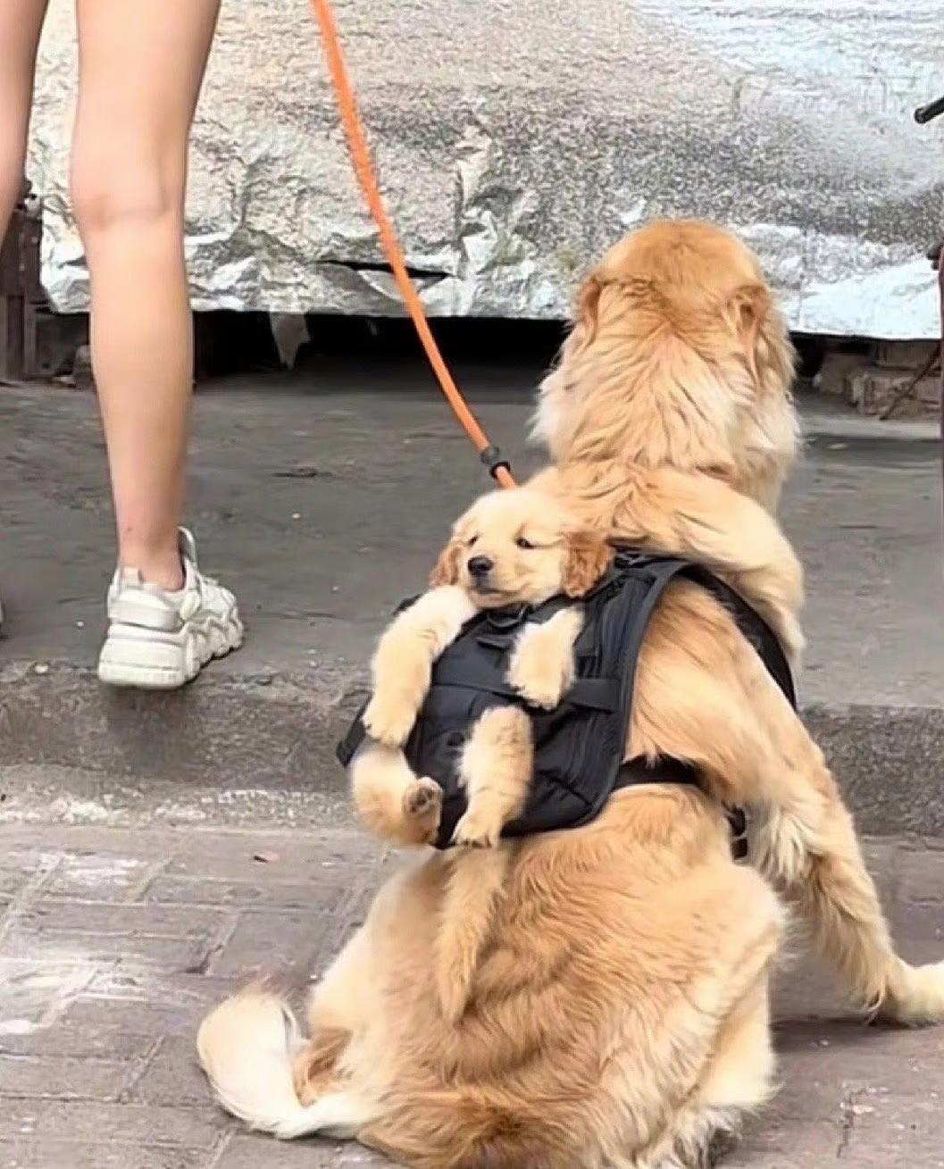 自己的仔自己带