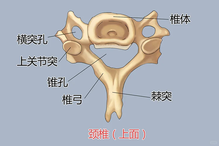 正常脊椎骨图片