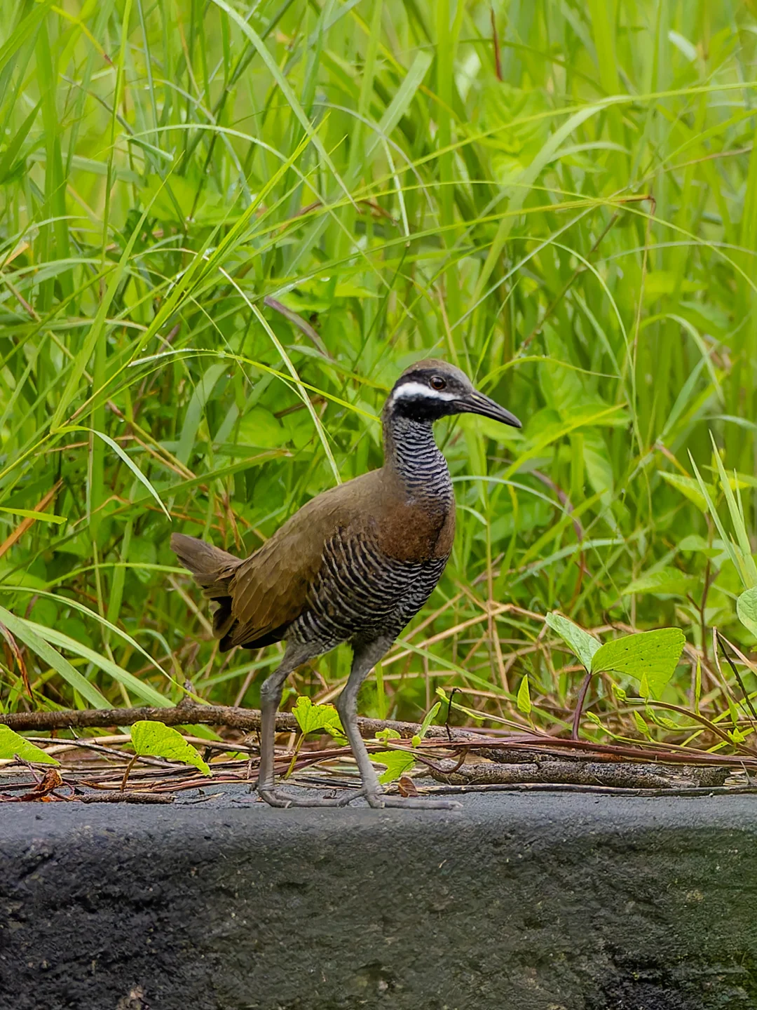 超害羞横斑秧鸡，镜头一抬就跑掉