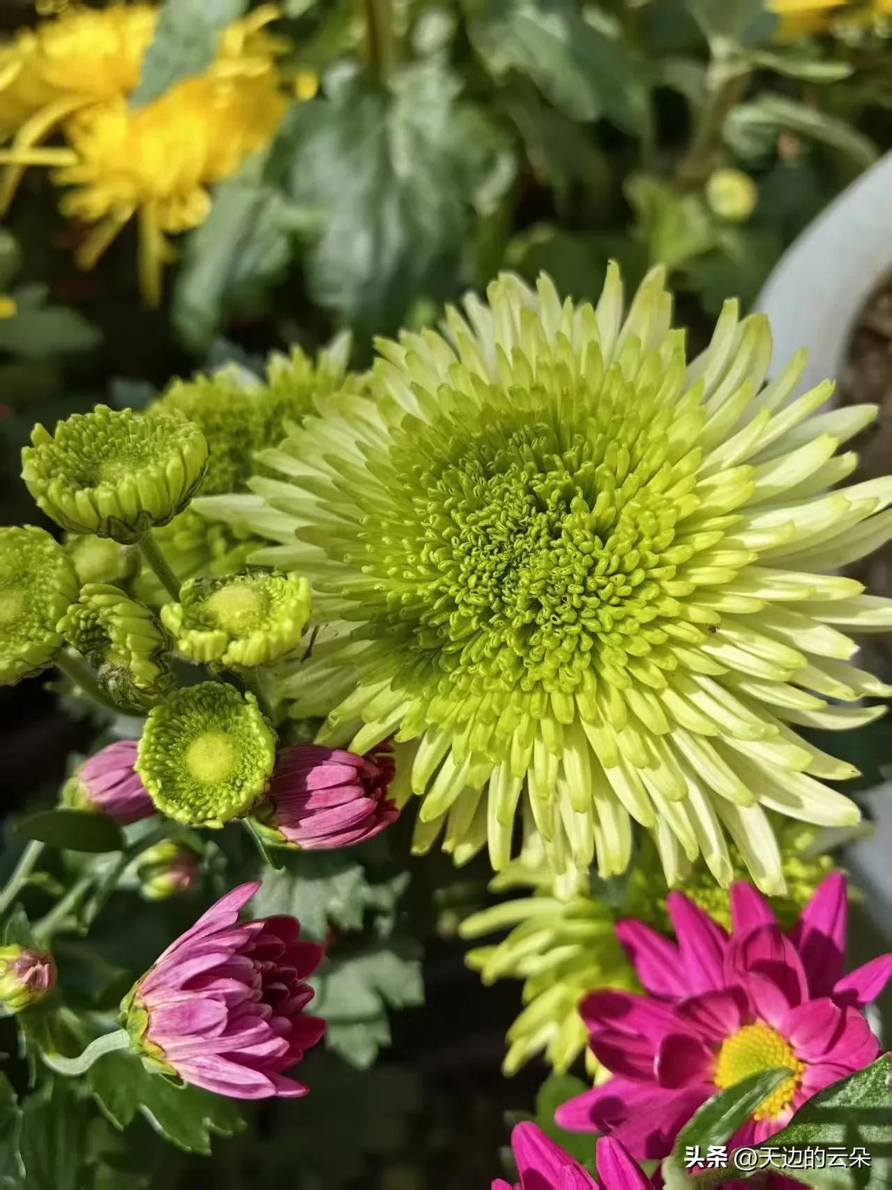 你瞅这花，绝了！绿油油的大菊花跟把嫩青团子炸开似的，旁边粉的、黄的小菊花凑一块儿