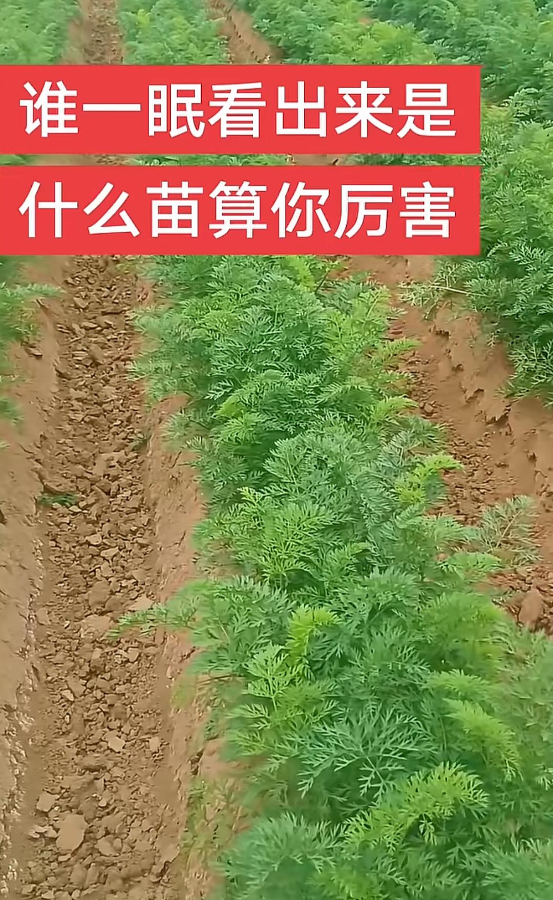 谁一眼看出这是啥苗，算你厉害！这是什么植物？有人知道吗？[作揖][玫瑰]农村地头