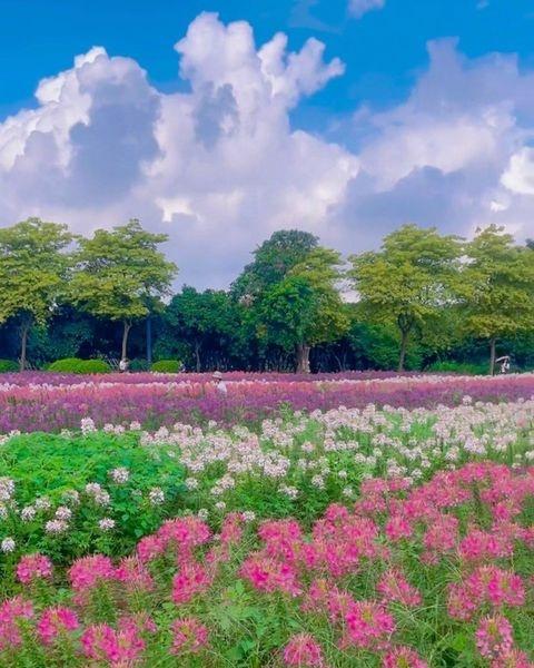 🌿 广州海珠湿地公园游玩攻略
📍广州 
门票与交通：门票20元，需在“海珠湿