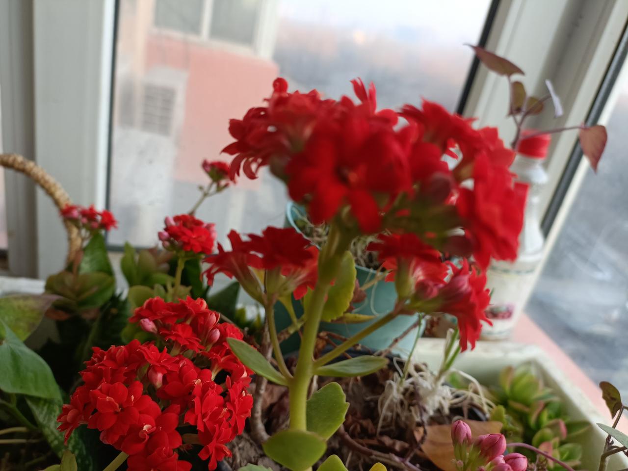 晒图笔记大赛我家阳台的长寿花，十几年了，每年都能涅槃重生