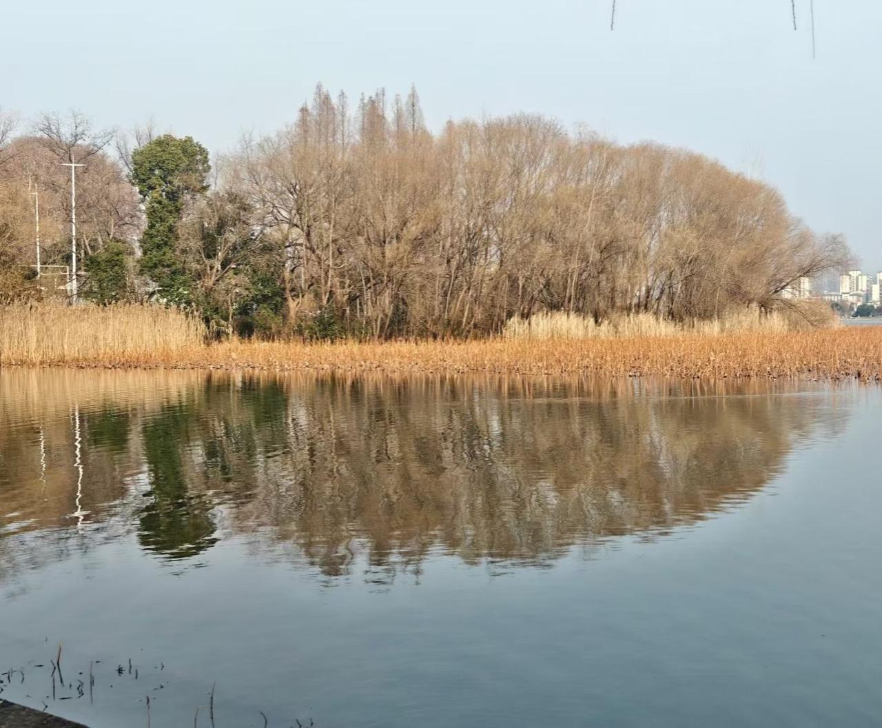 🌾 枯苇把秋的余韵铺在水畔，树木将影子浸成琥珀色，湖面像块温柔的镜，倒映着，季