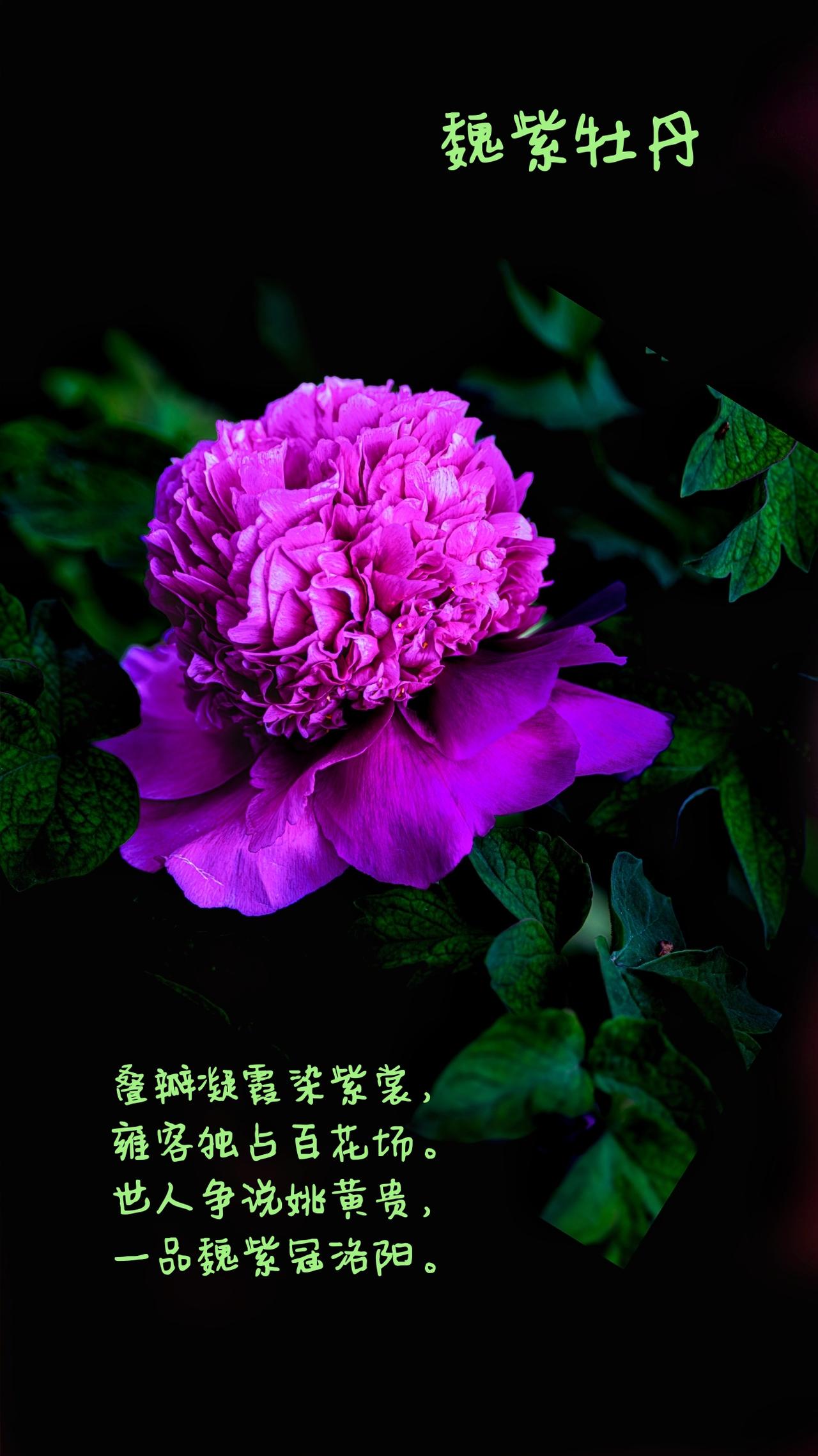品花录
——咏魏紫牡丹
叠瓣凝霞染紫裳，雍容独占百花场。
世人争说姚黄贵，一品魏