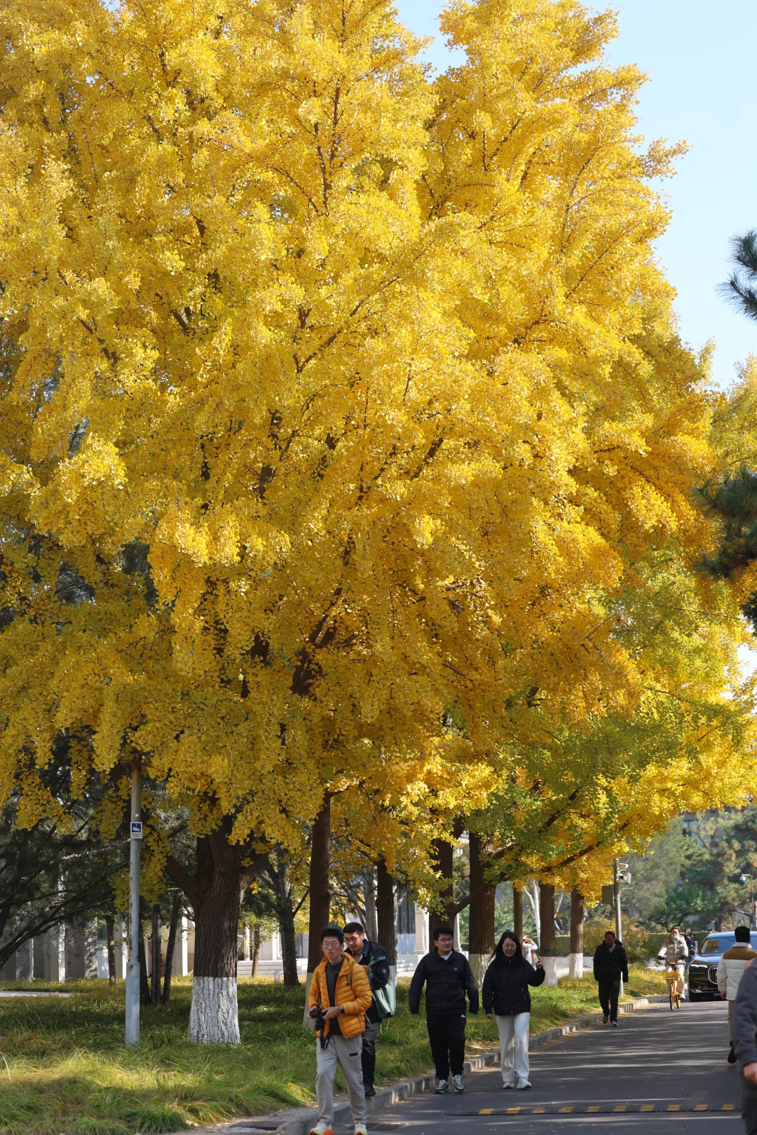 11.4北大·未名湖实况，打翻了调色盘