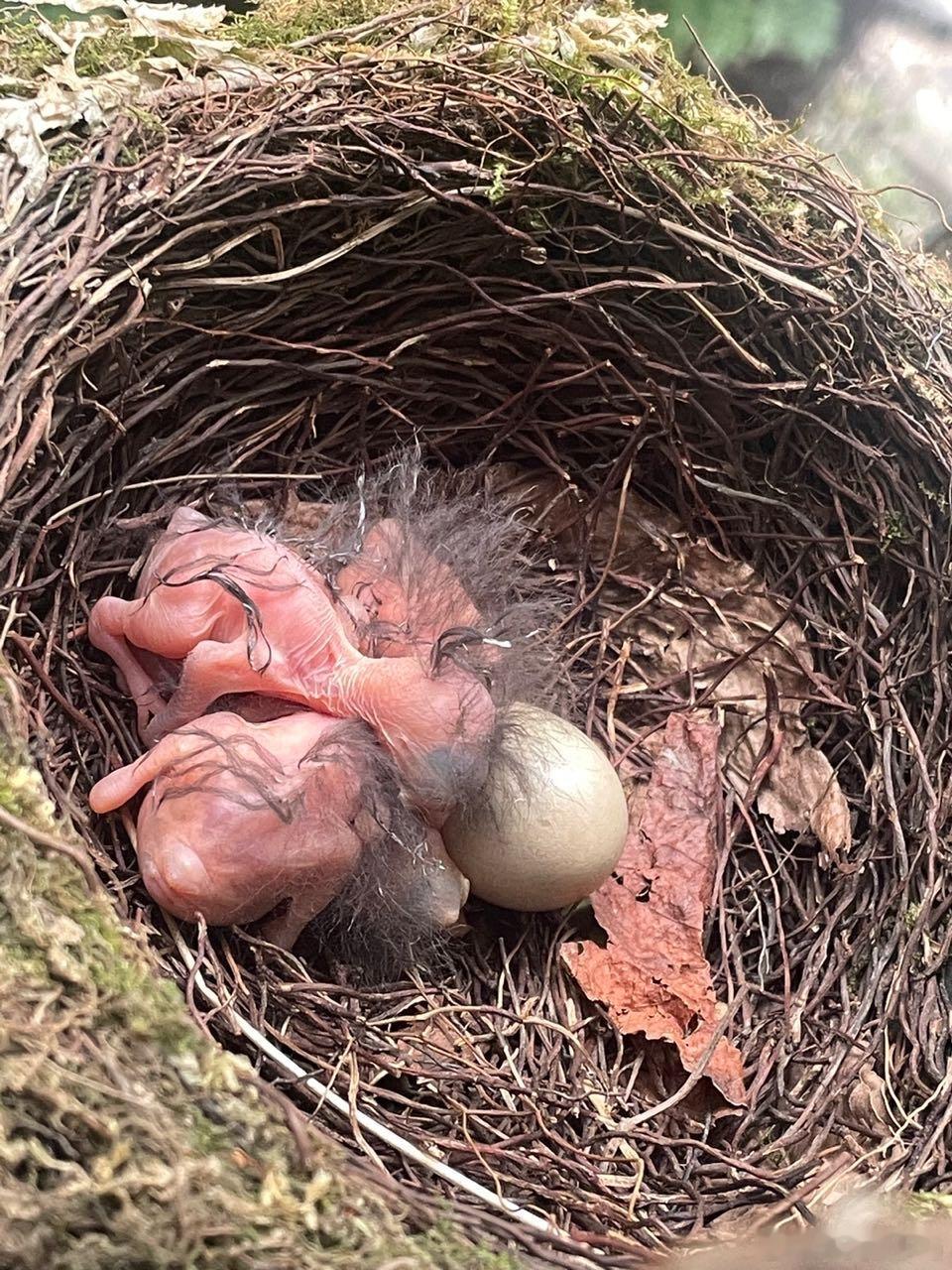 #鸟粉投稿# 花盆旁边筑巢的【紫啸鸫】太漂亮了吧！ ​​​