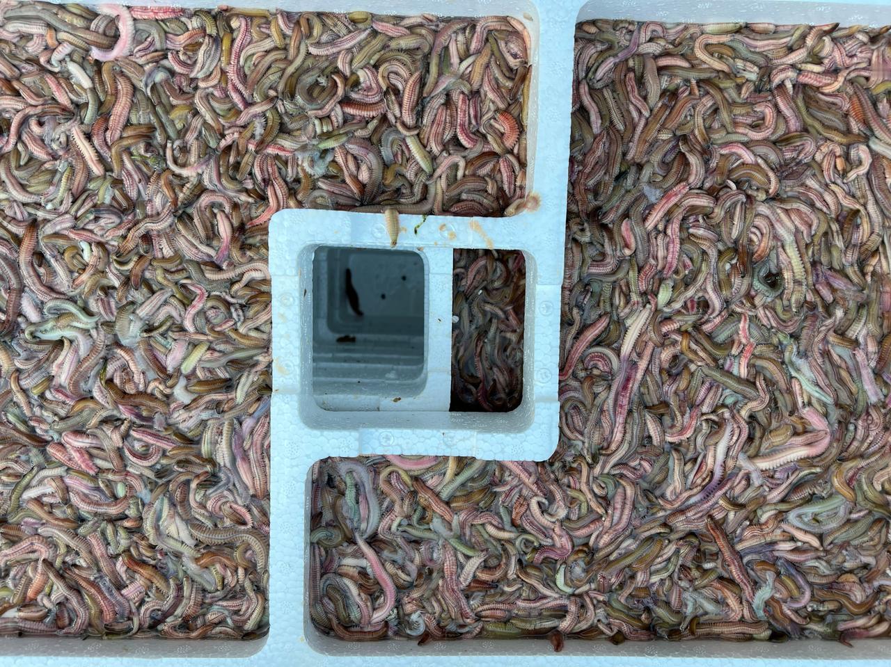 珠海斗门，又到了吃沙虫的季节，这个看起来头皮发麻的“虫”子，看起来密密麻麻的，有