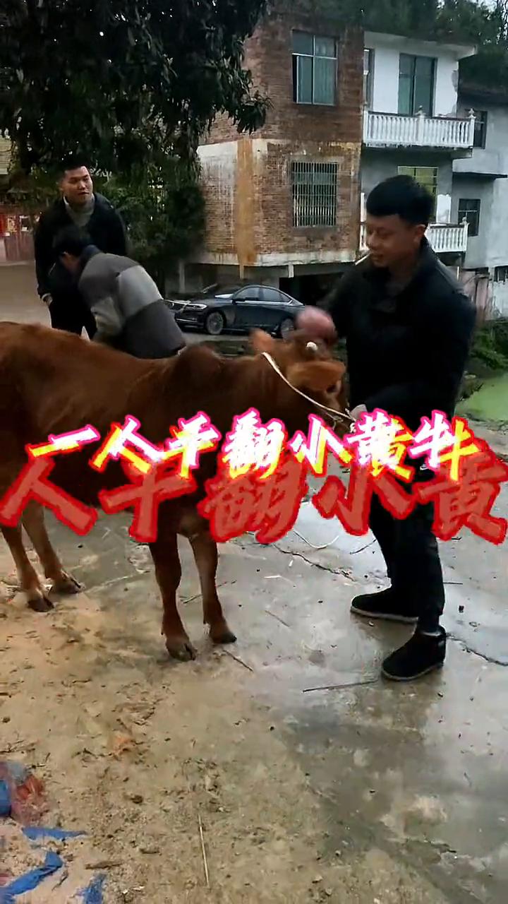 一人千翻小黄牛。
一人千翻小黄牛，中翻小黄牛。