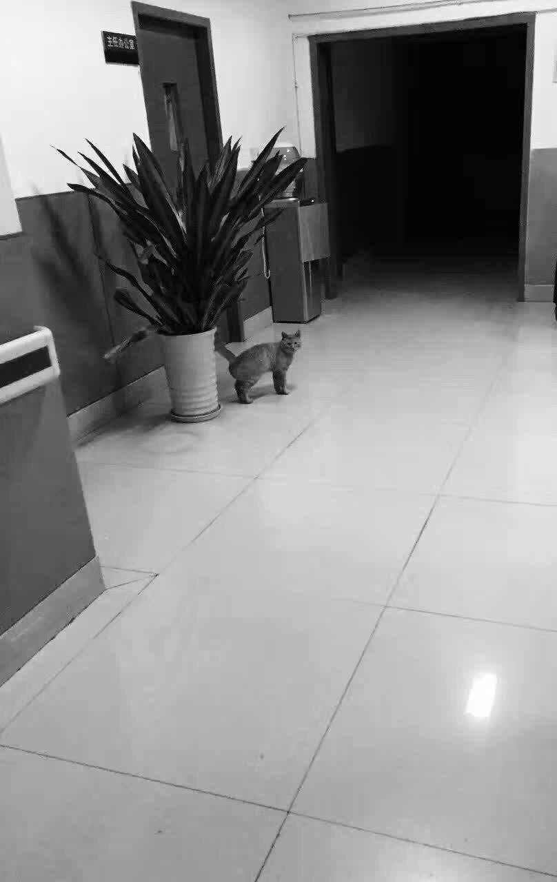淅淅沥沥下雨深夜，社区医院你刚睡着，猫穿过走廊，走到尽头的露台消失，我看着它一步