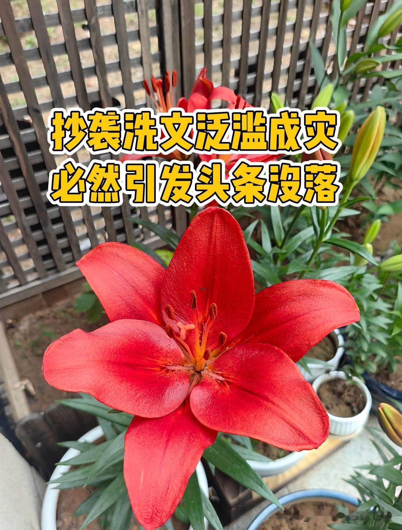 今日头条已江河日下，草根原创停更者越来越多。靠MCN批量抄袭洗文撑起流量的头条平