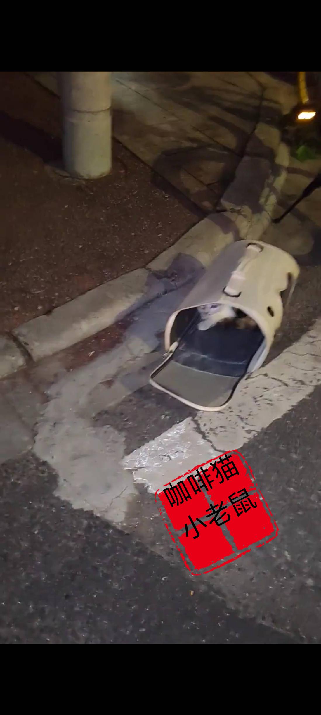 眼前你所看到的一幕，简直令无数爱猫人士和养猫家庭气愤不已，真不知道该说些什么好！