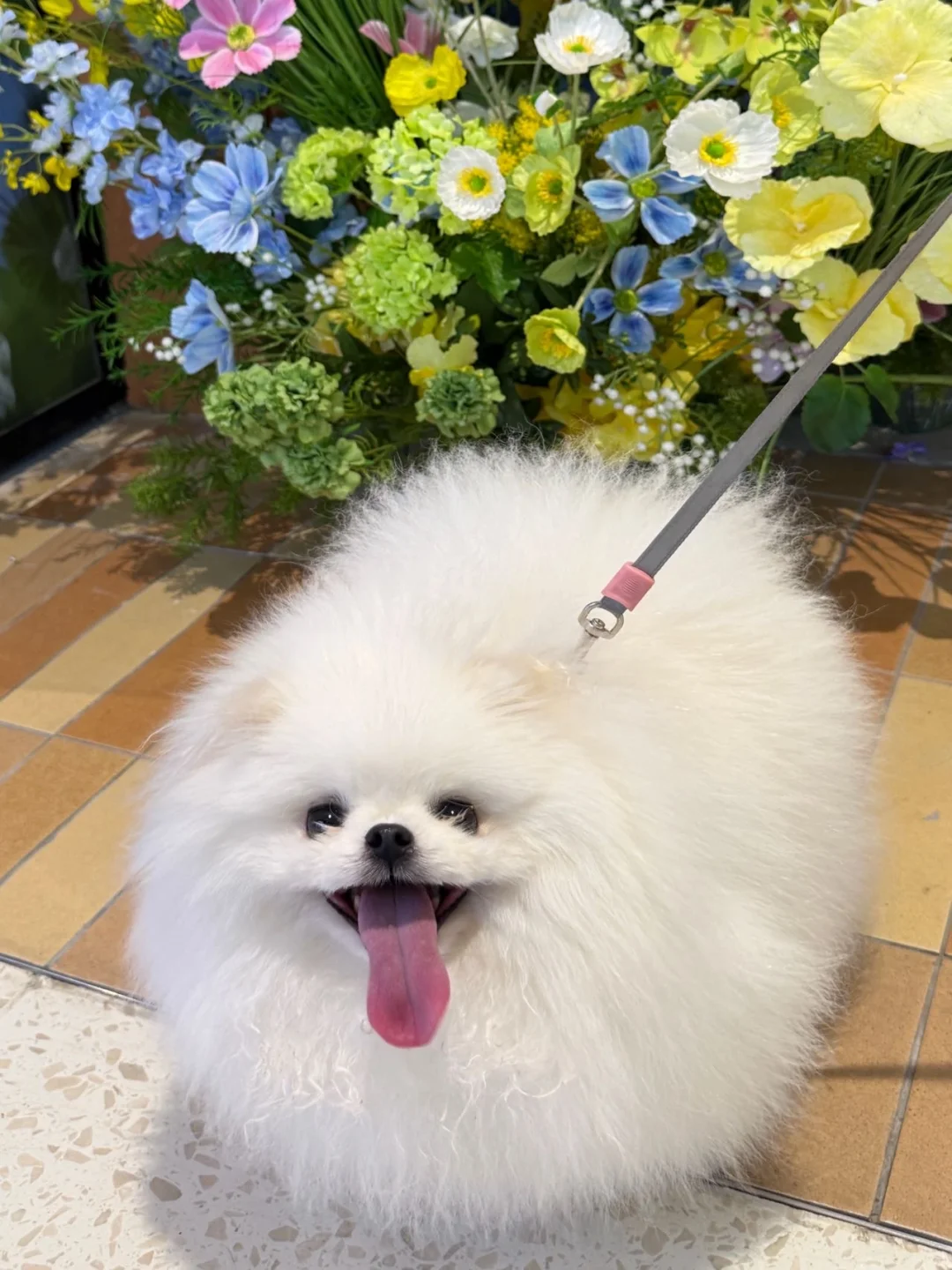 果然……这才是博美最该吃的狗粮！