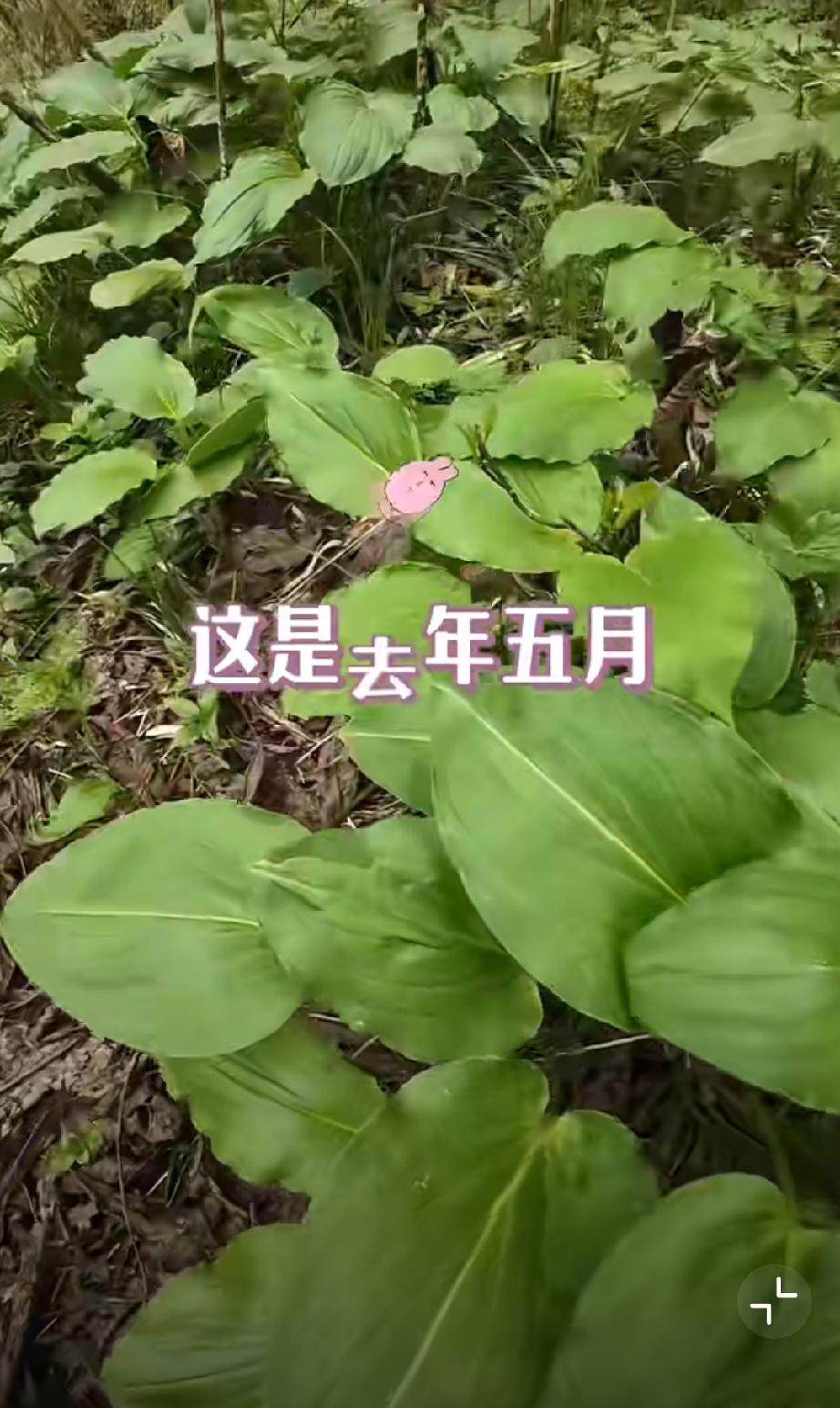 网友曝光西岭雪山低海拔的鹿耳韭已被打绝了…视频前半段是他去年五一假期拍的，后半段